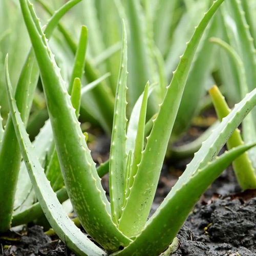 aloevera