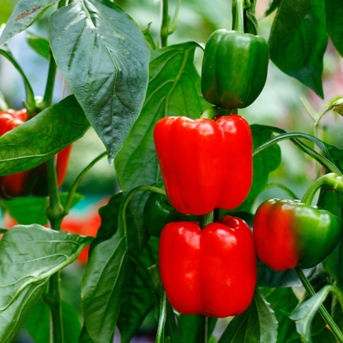 bell-pepper