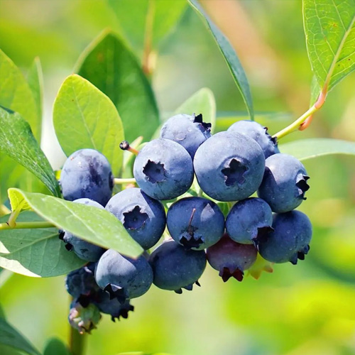 blueberry