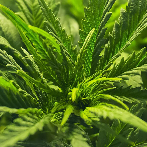 cannabis