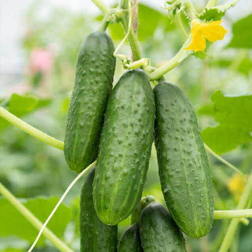cucumber