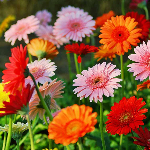gerberas