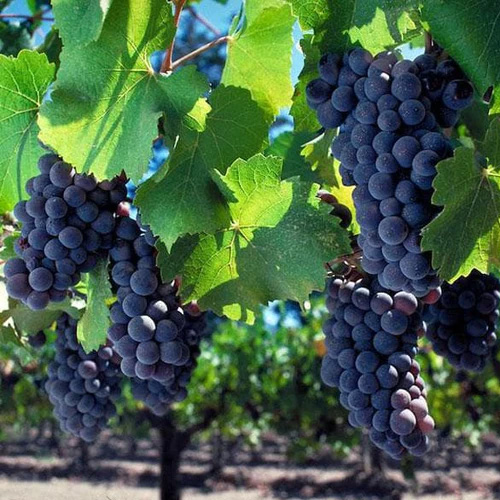 grapes