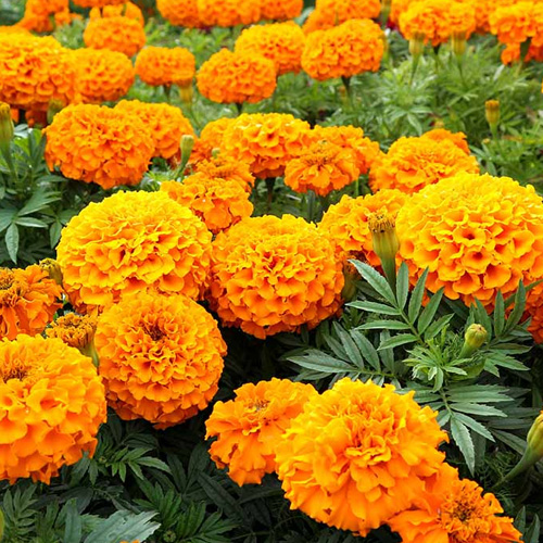 marigold