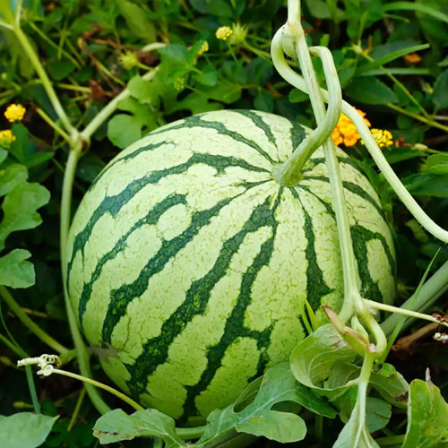 melons