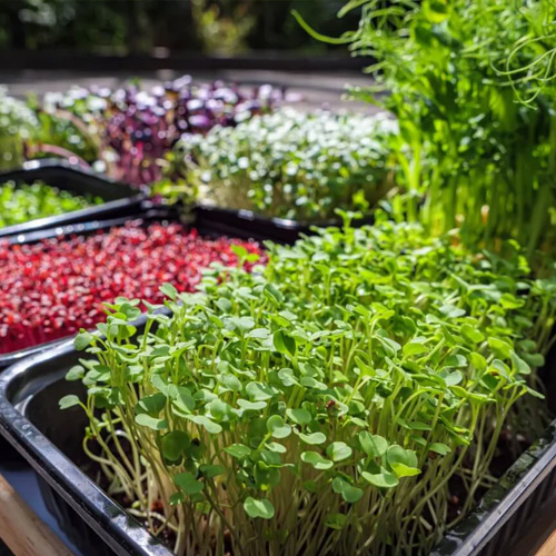 microgreens