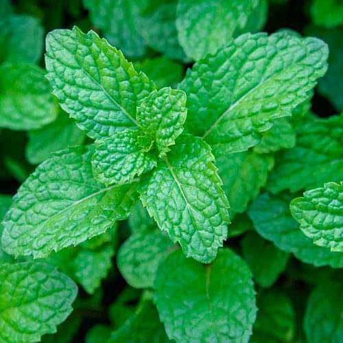 mint