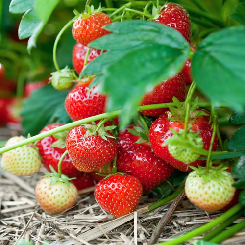 strawberries