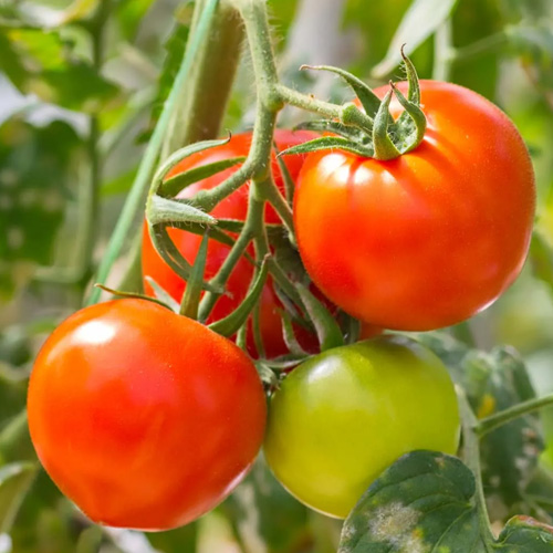 tomato