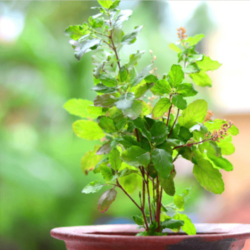 tulsi